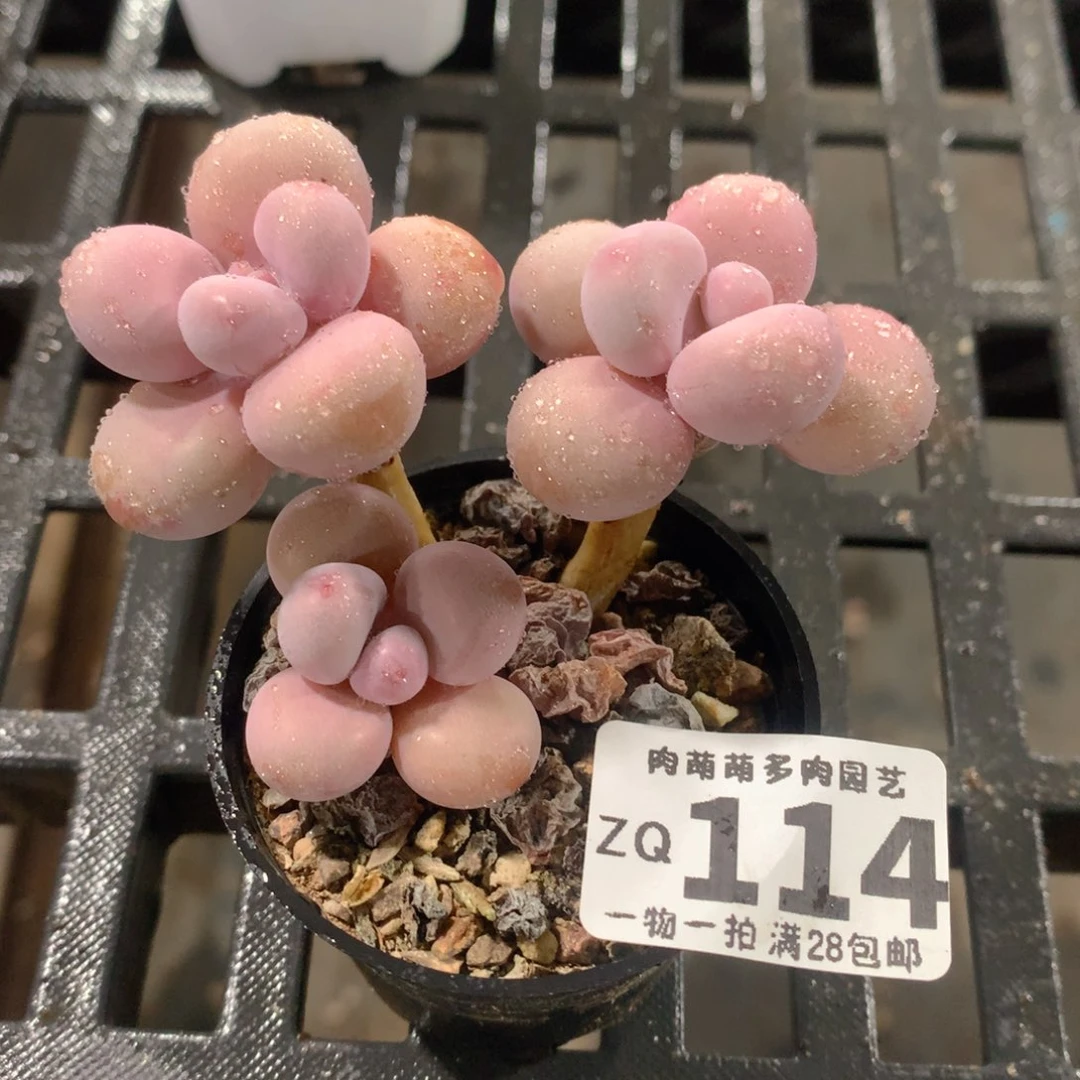 肉萌萌拇指盆精控多肉ZQ114