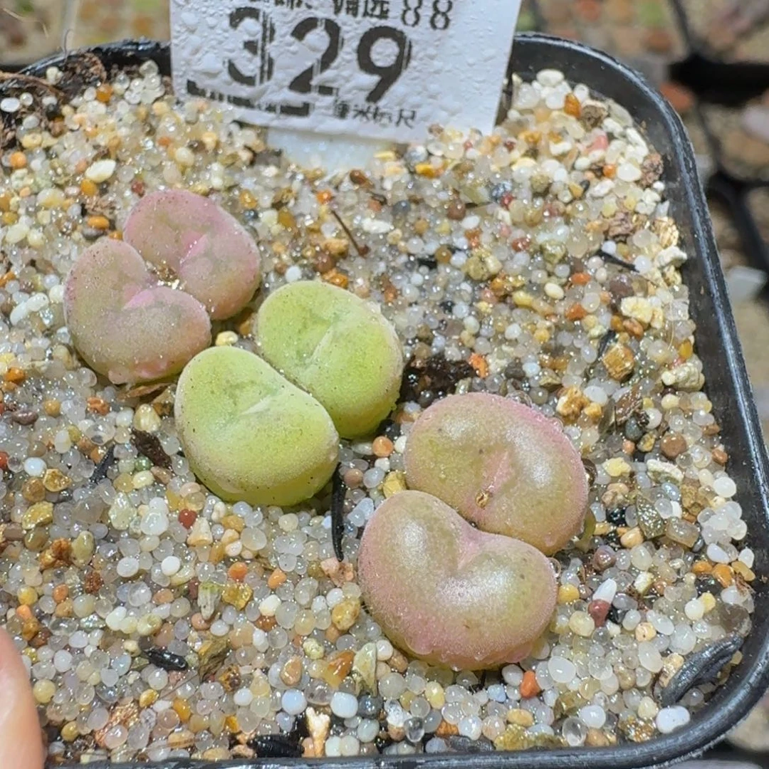 Ssss精品生石花329