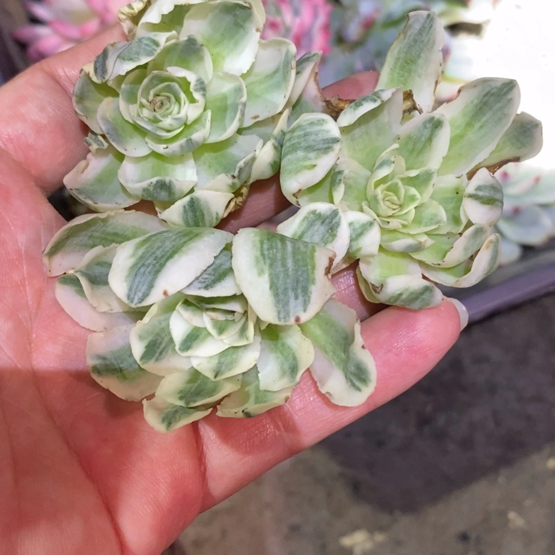 不开花植物冬雪玫瑰锦