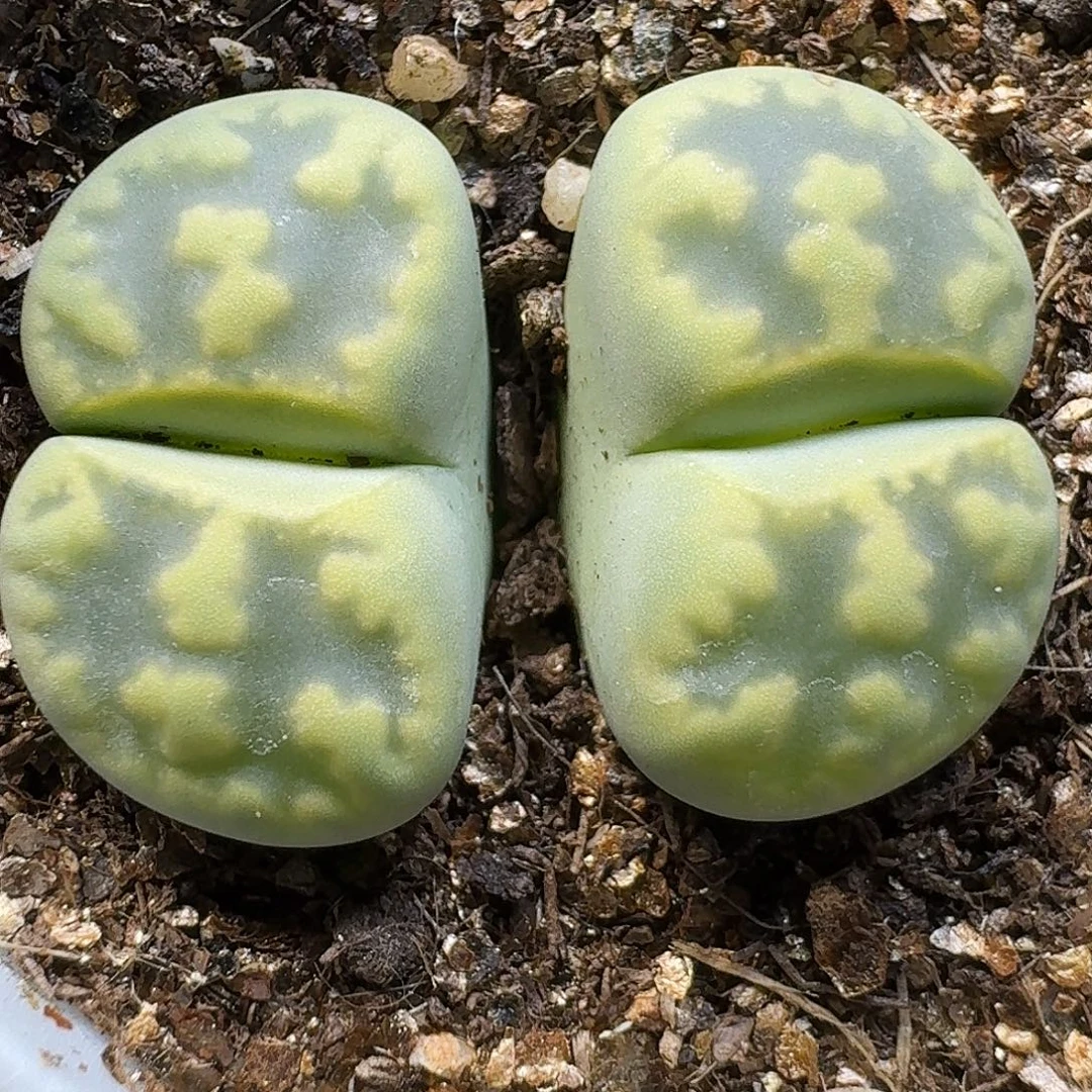 生石花11111。  363