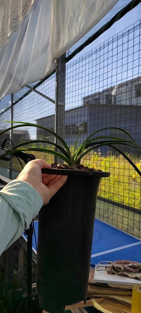 奕辰花卉春兰蕙兰小艺草拍