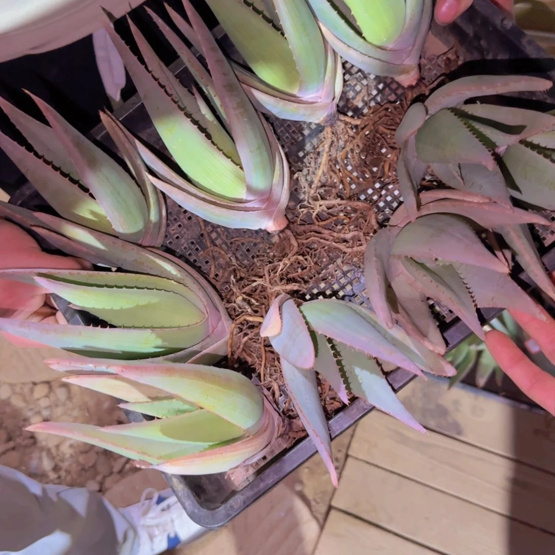 块根植物块根植物