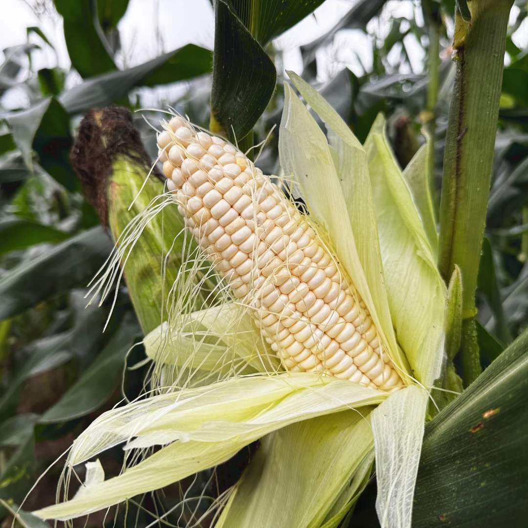 【村播助农-顺丰包邮】农家自种鲜嫩清甜玉米现摘现发5斤包邮