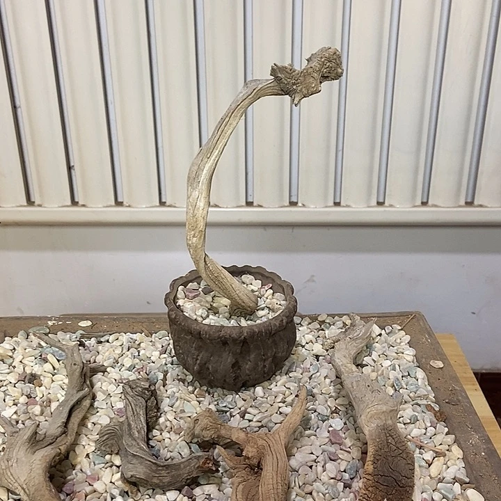 高***平柏木（崖柏）天然崖柏根雕艺术