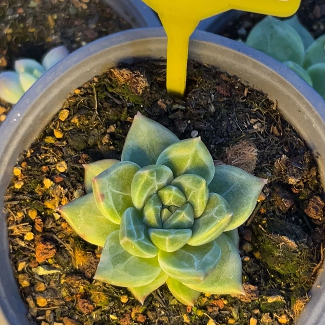 暗纹多的植物859.