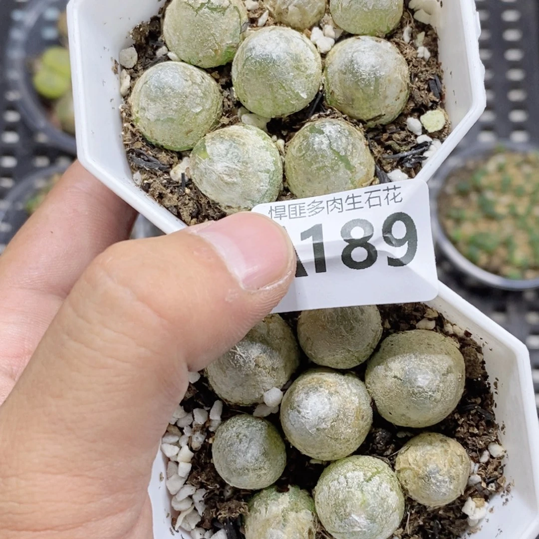蓝***天189号多肉植物多肉植物