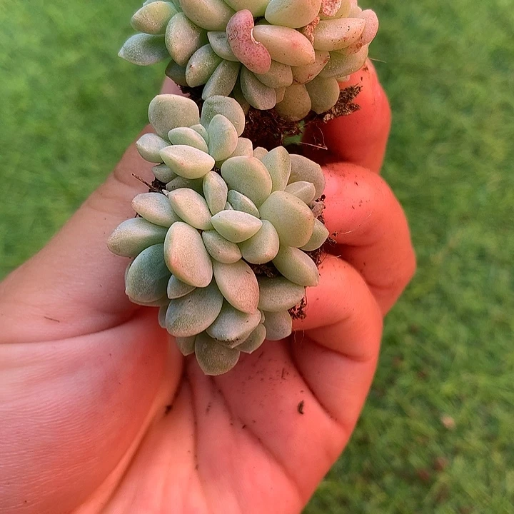 6头一颗5头一颗自然群 一物一拍