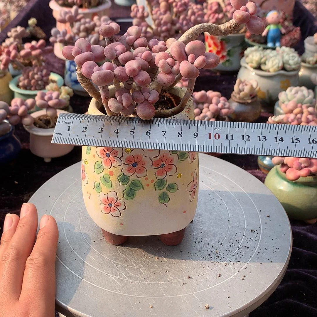 15号不带盆偏远的不包邮的