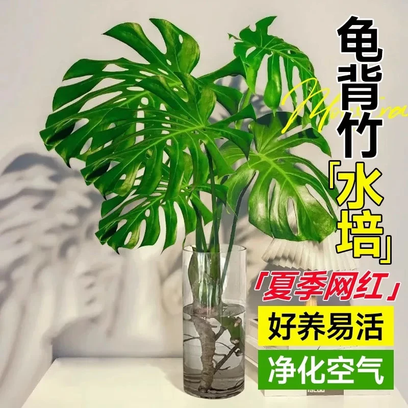 水培龟背竹【60-70厘米】大叶绿植净化空气适合办公室客厅室内摆放