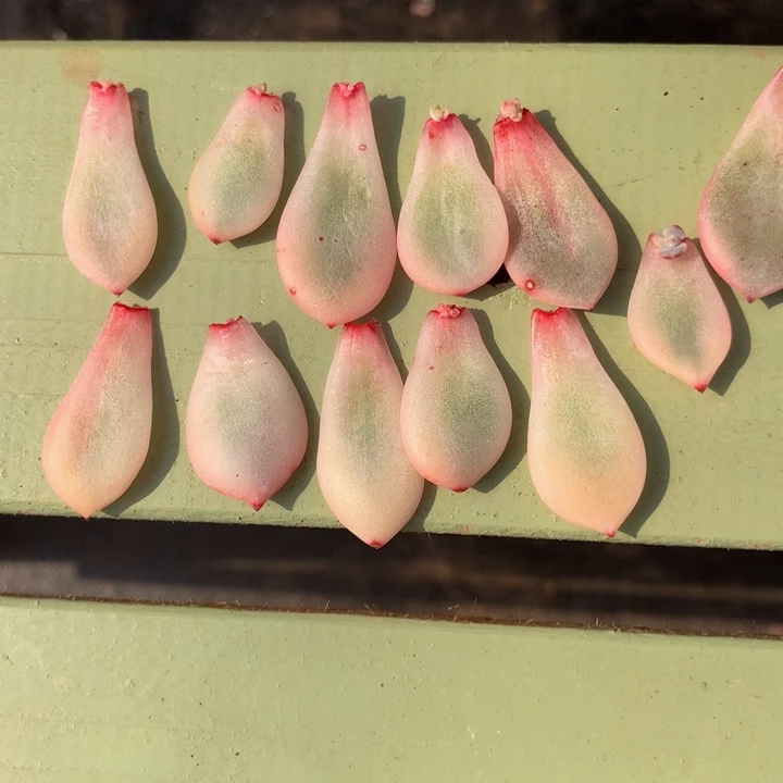 ?*.梦露宽锦叶片10片