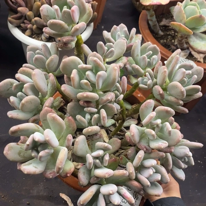 夏悦多肉 0119-103稻田鸡