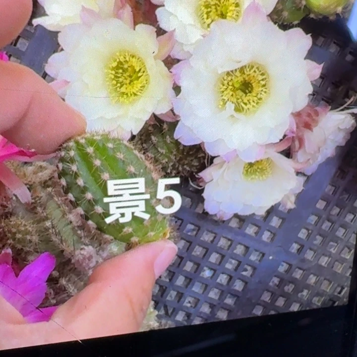 205白檀景5歪无根侧牙一个小，20包邮