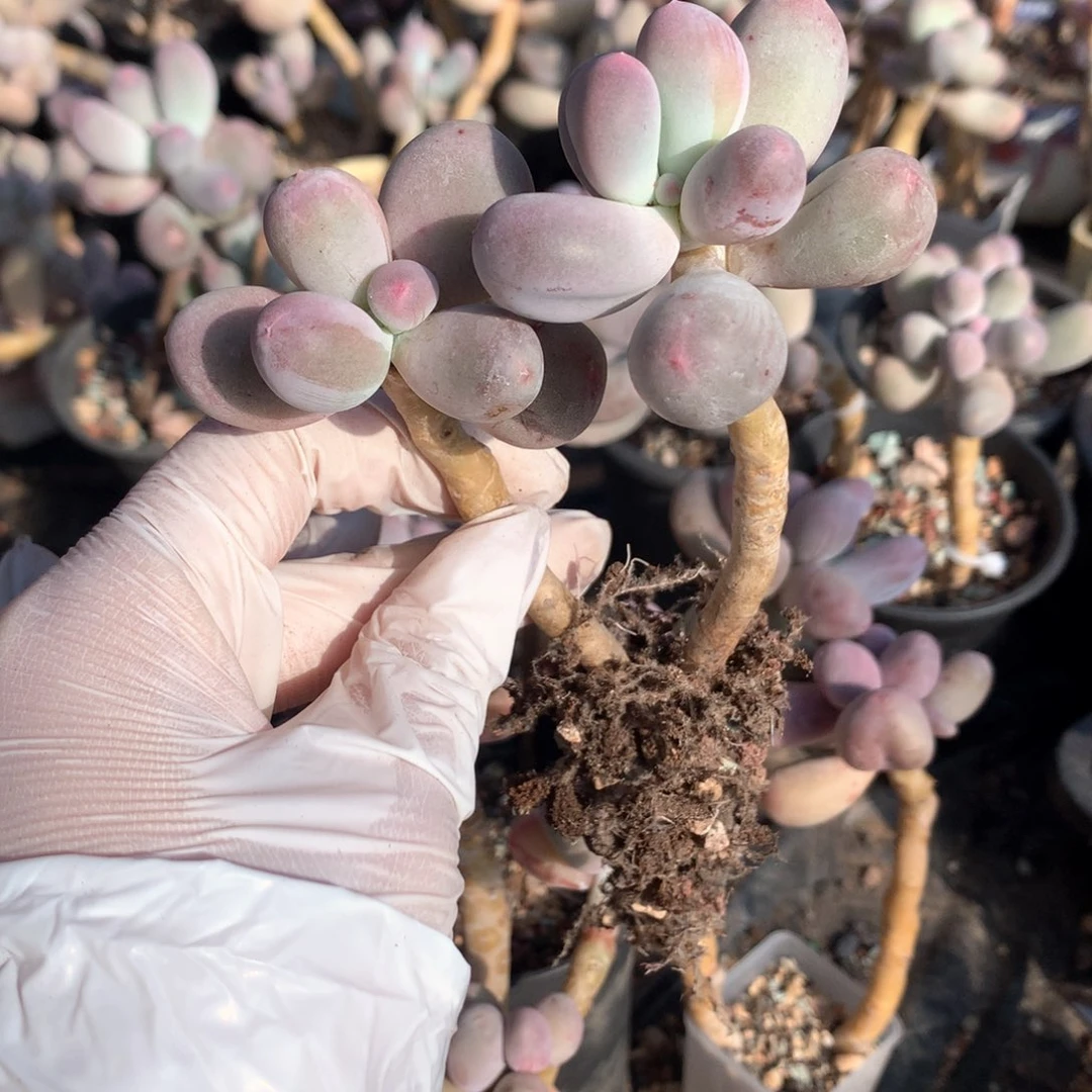 米可奶酪多肉 米可奶