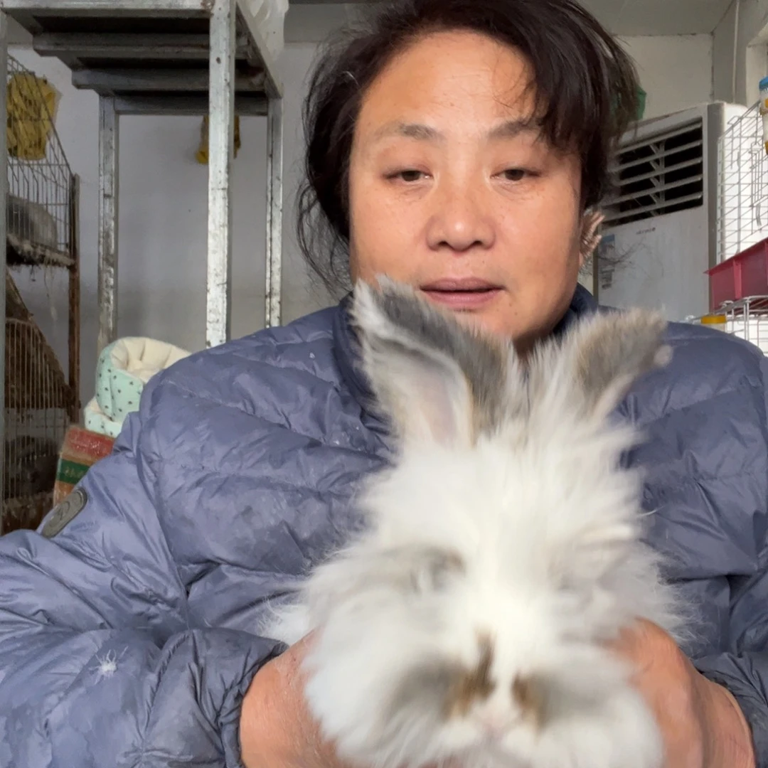 宠物兔英系安哥拉兔