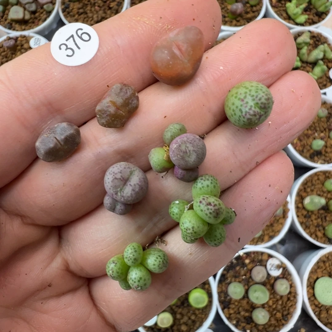 天***魔天使专拍8颗脱土376000