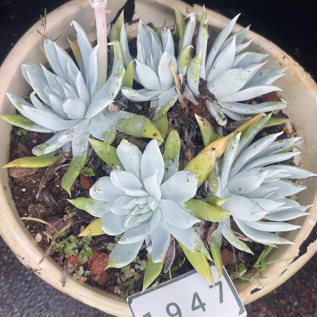 刘丹雪山老桩1947