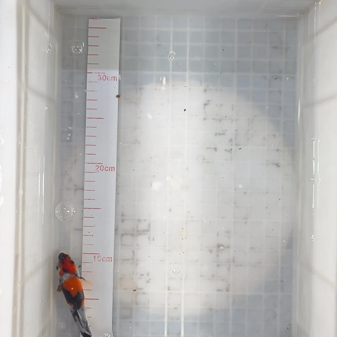 锦鲤蒙娜丽莎血统