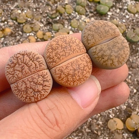 【闪购商品】25339