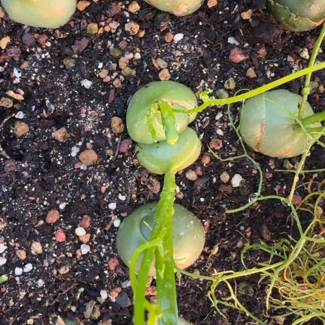 双头大仓脚殿一物一拍多肉