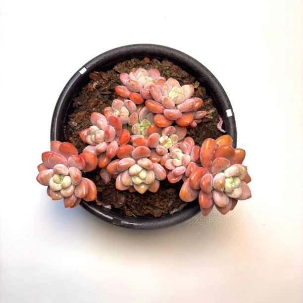 大红洛神 呆呆多肉植物 （脱土发）18包邮 新手好养云南基地直销