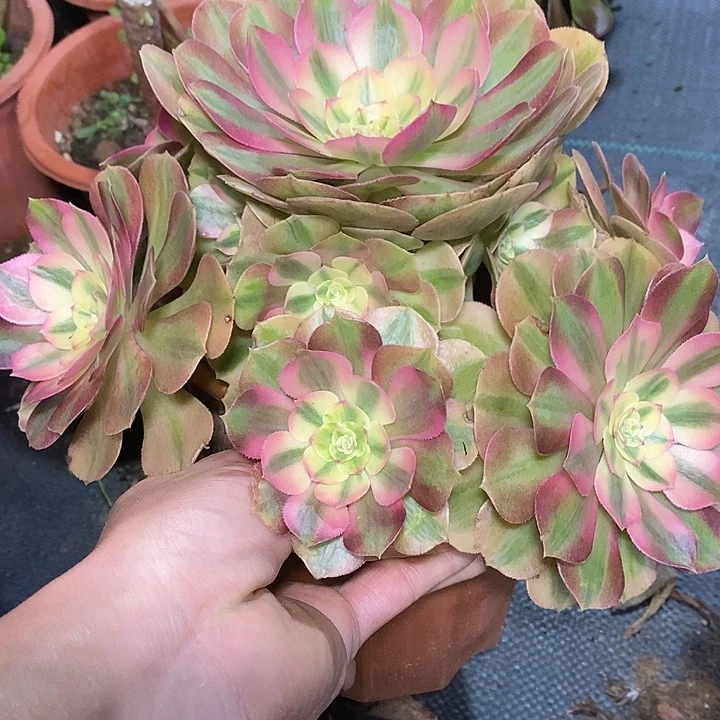 多肉植物保护研究所