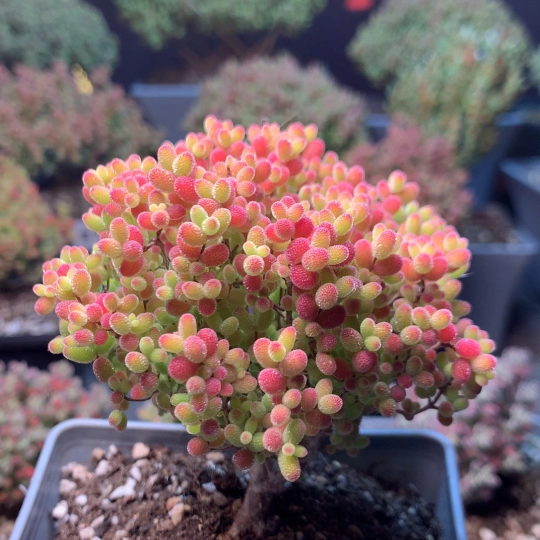 了*?114蜜橘糖球。