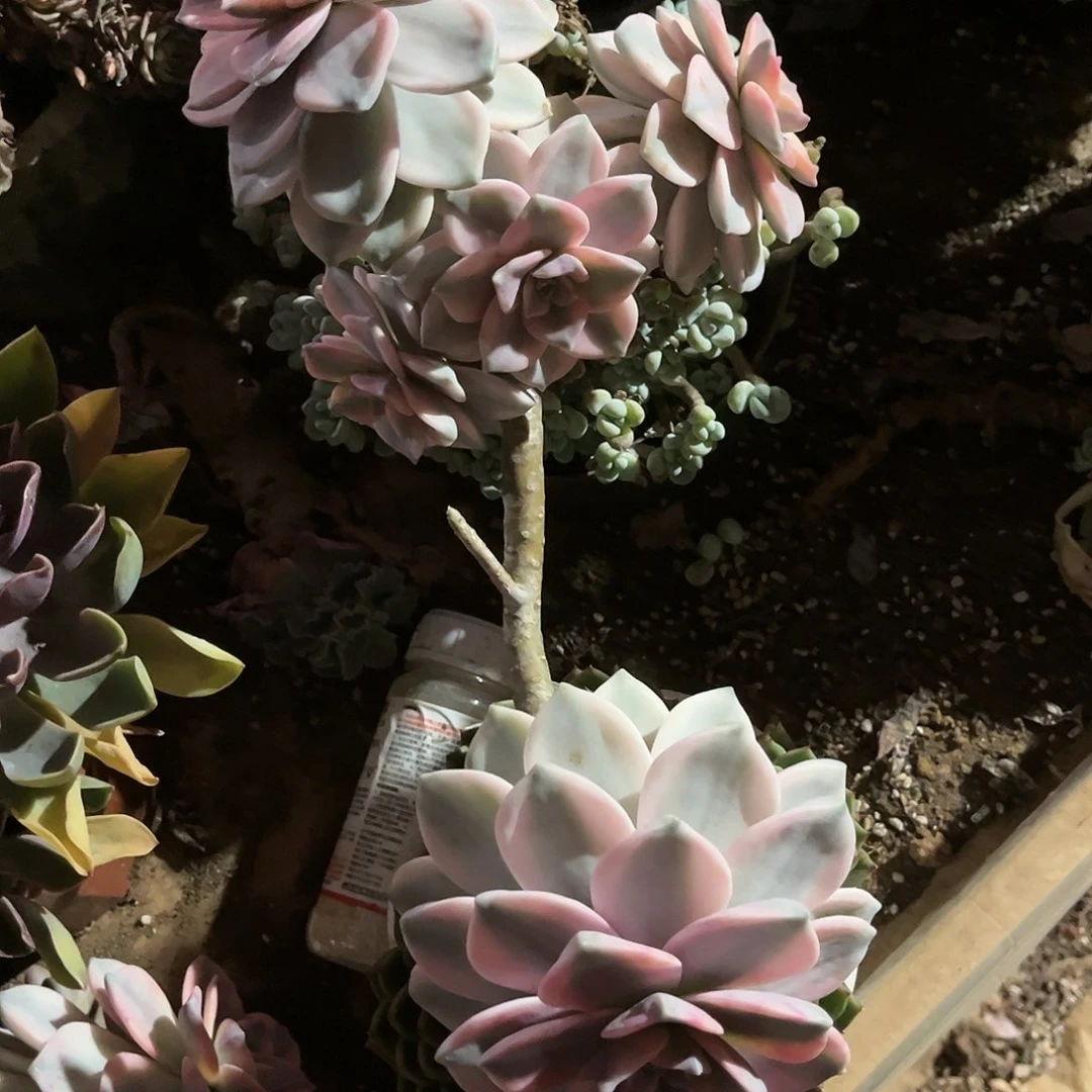 ࿐****冷白皮紫乐景C20