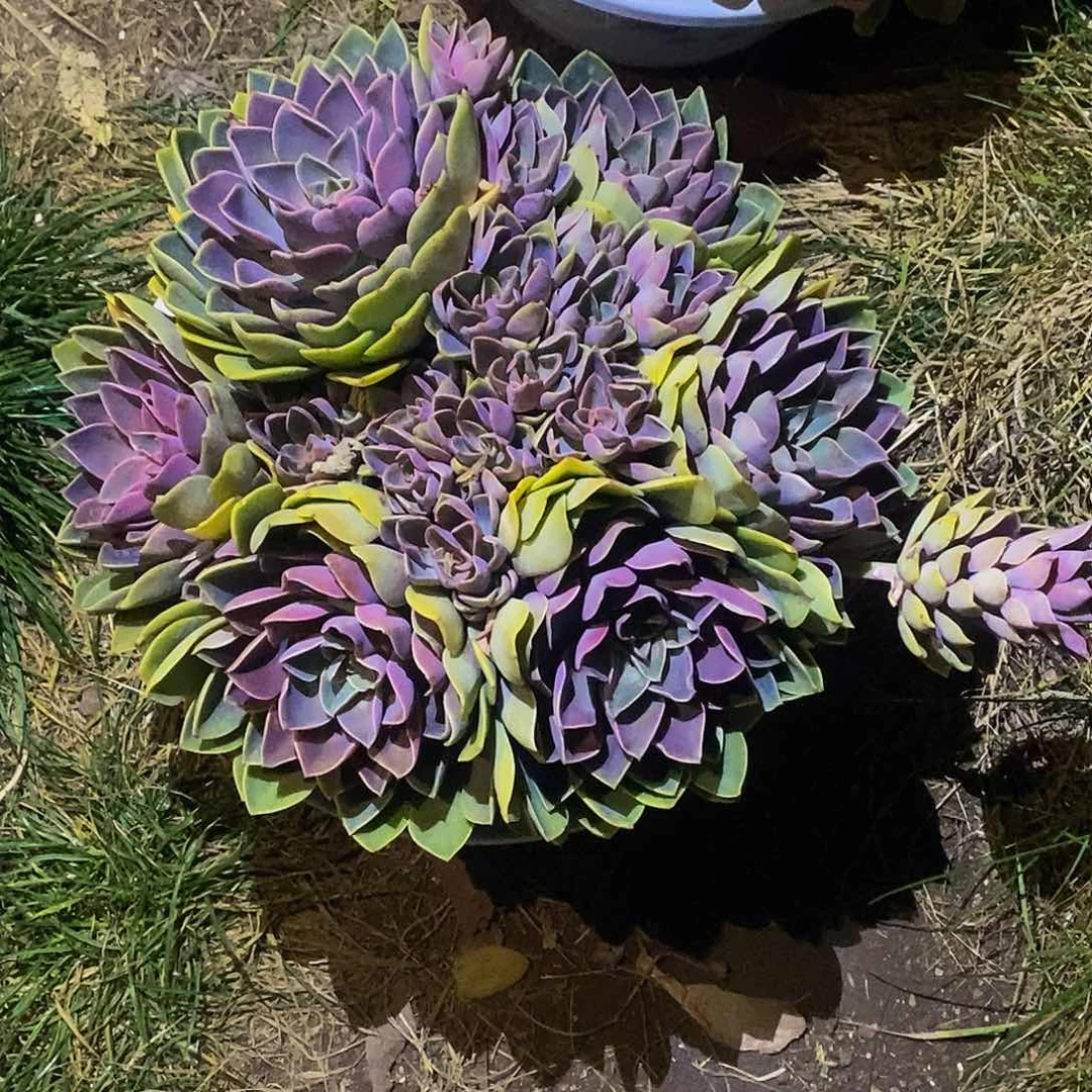 紫气东来多肉植物多肉