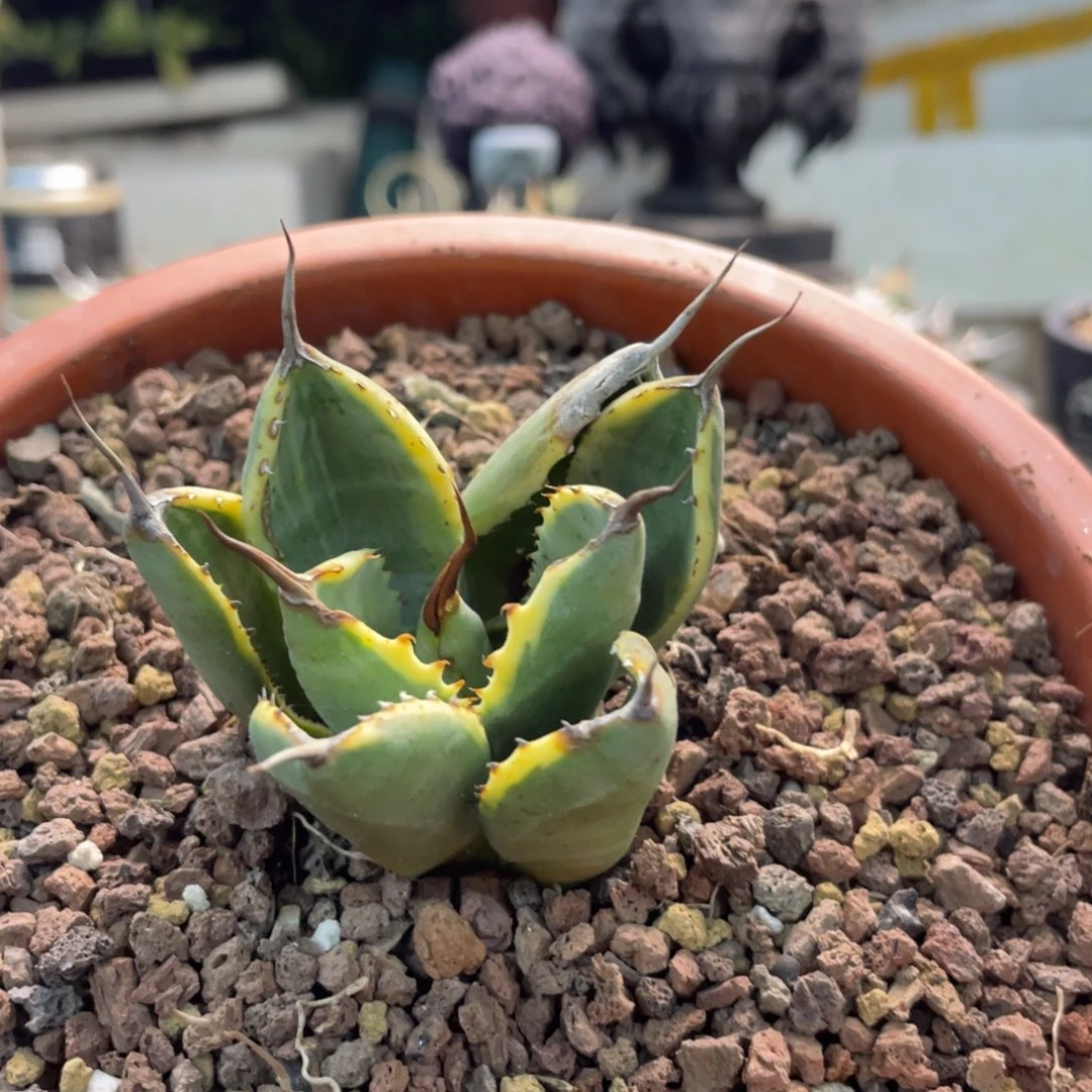 娃娃脸888888888888