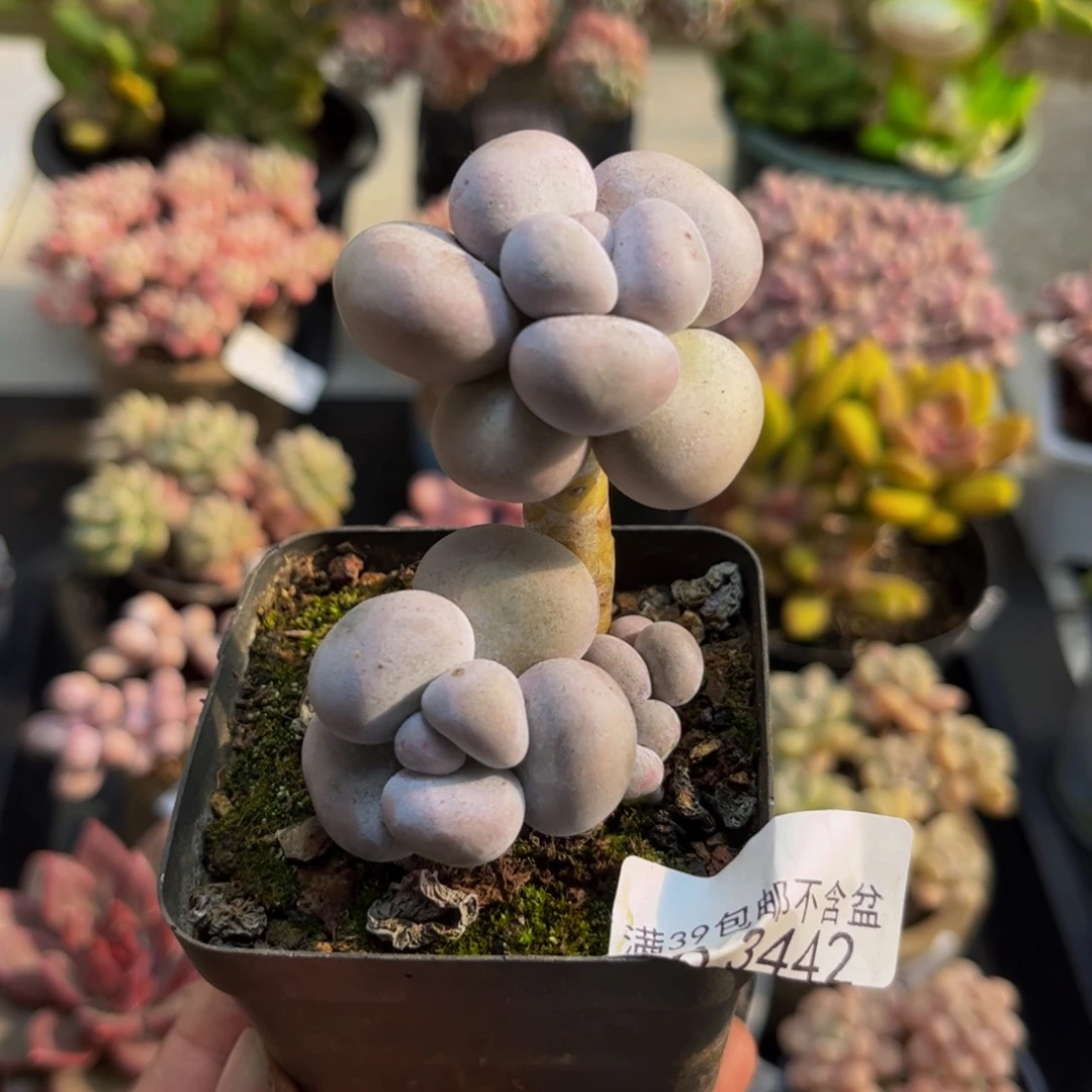 3442芭比奶酪5cm多肉