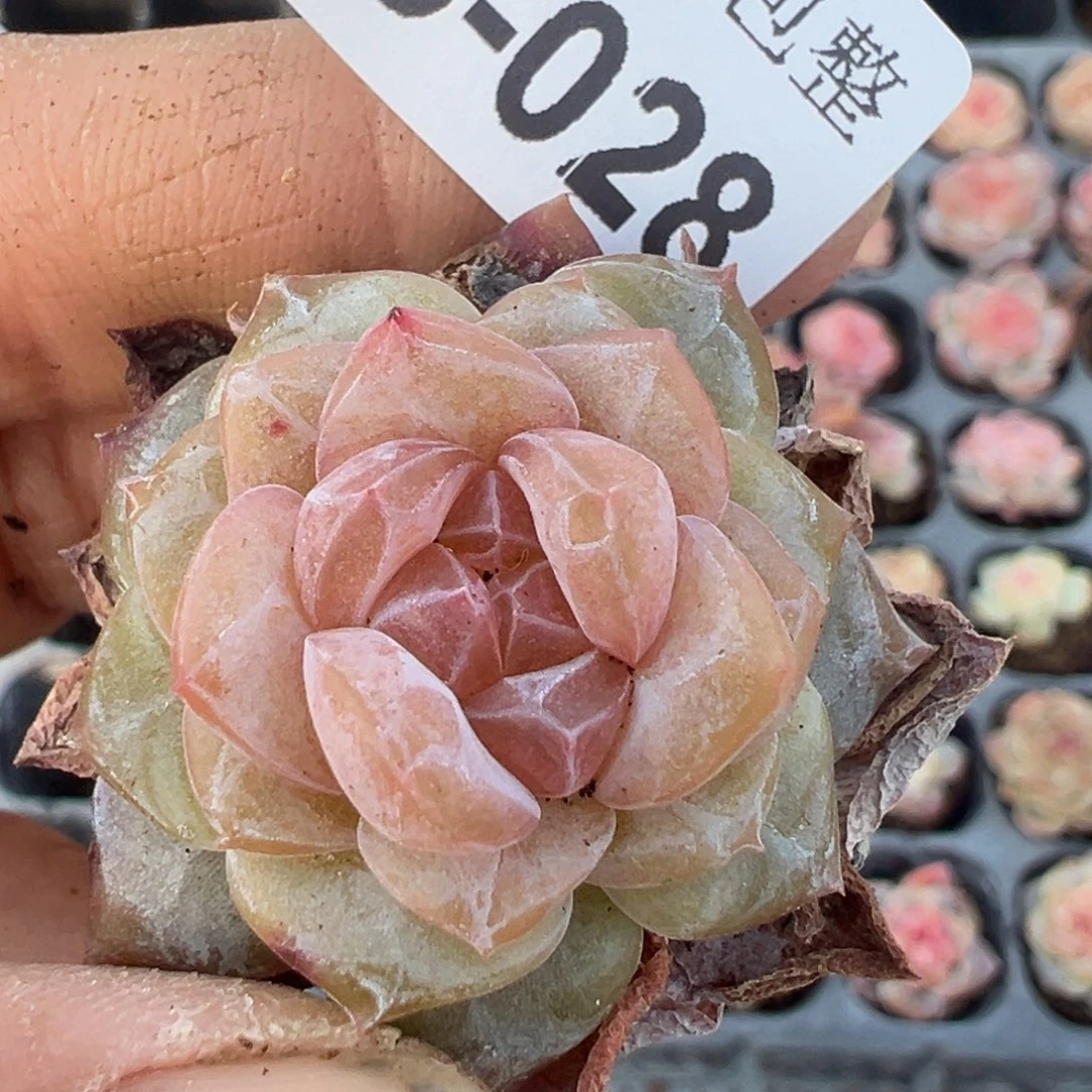 小卡拉米糖心一物一拍15-28