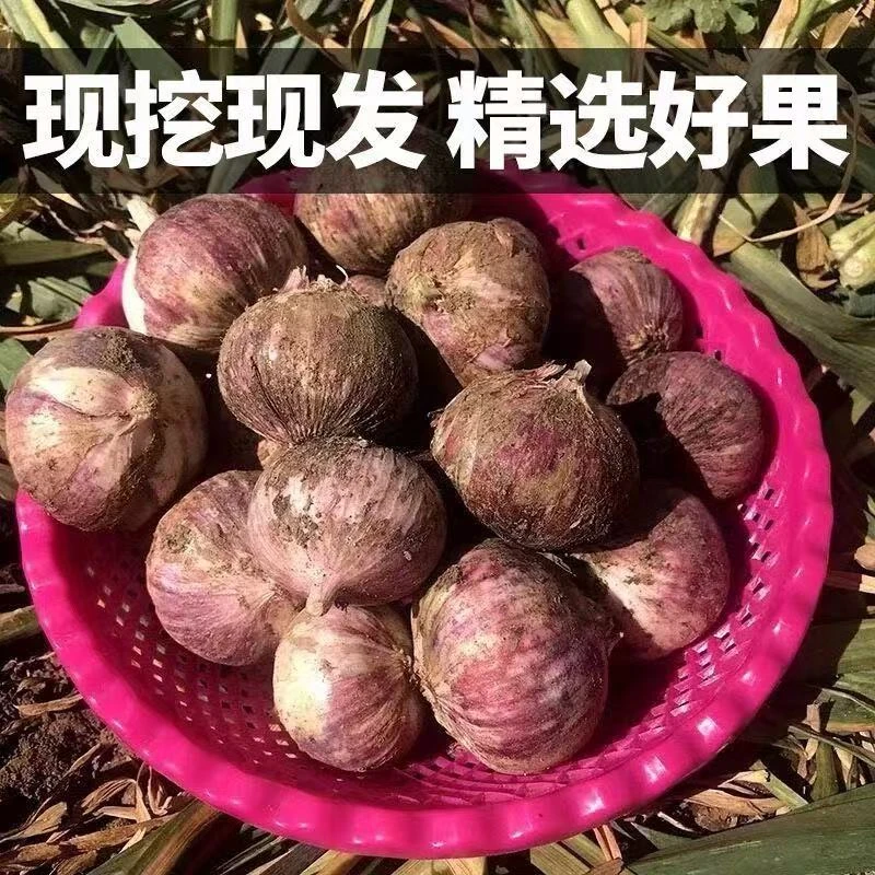 【川果域】云南紫皮大蒜3斤独头蒜大果3.5-4.0