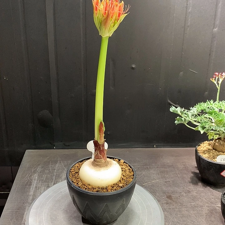 595网球花哈哈哈哈哈