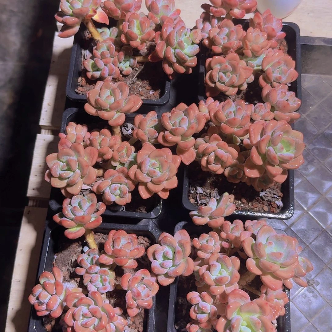 无花朵福利洛神老桩