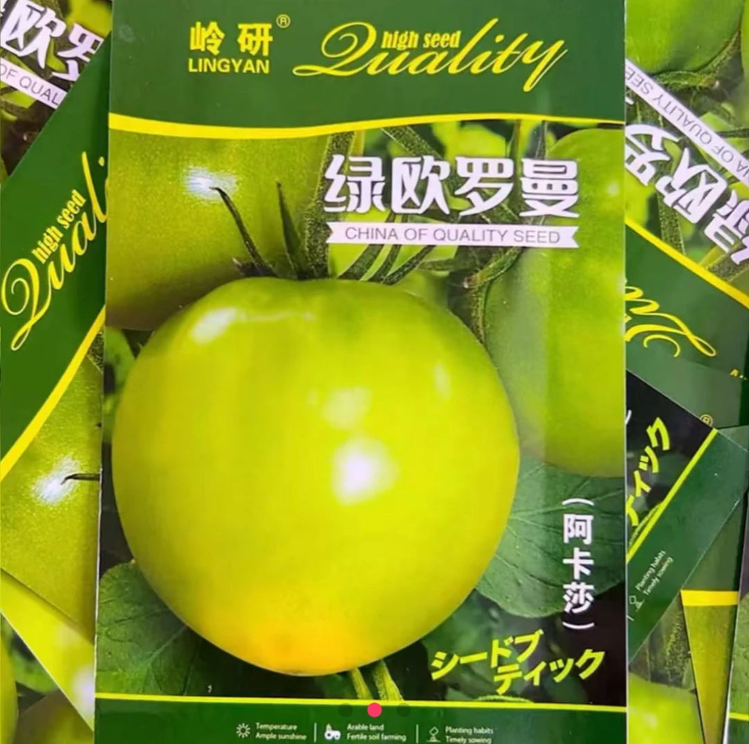 正宗绿罗曼阿卡沙绿柿子种籽