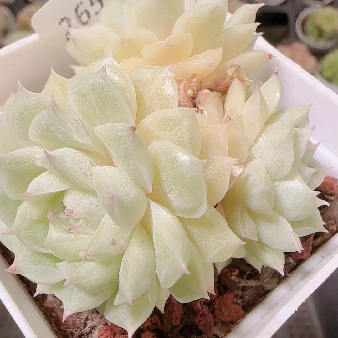 花语逸镜1122-265散