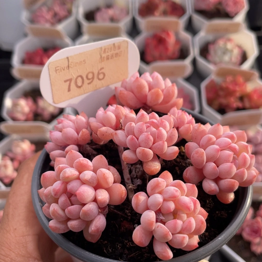 小红蛋7096-8.0厘米