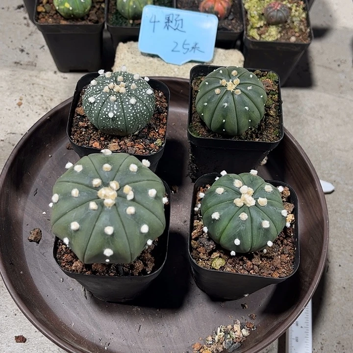 不开花植物仙人球