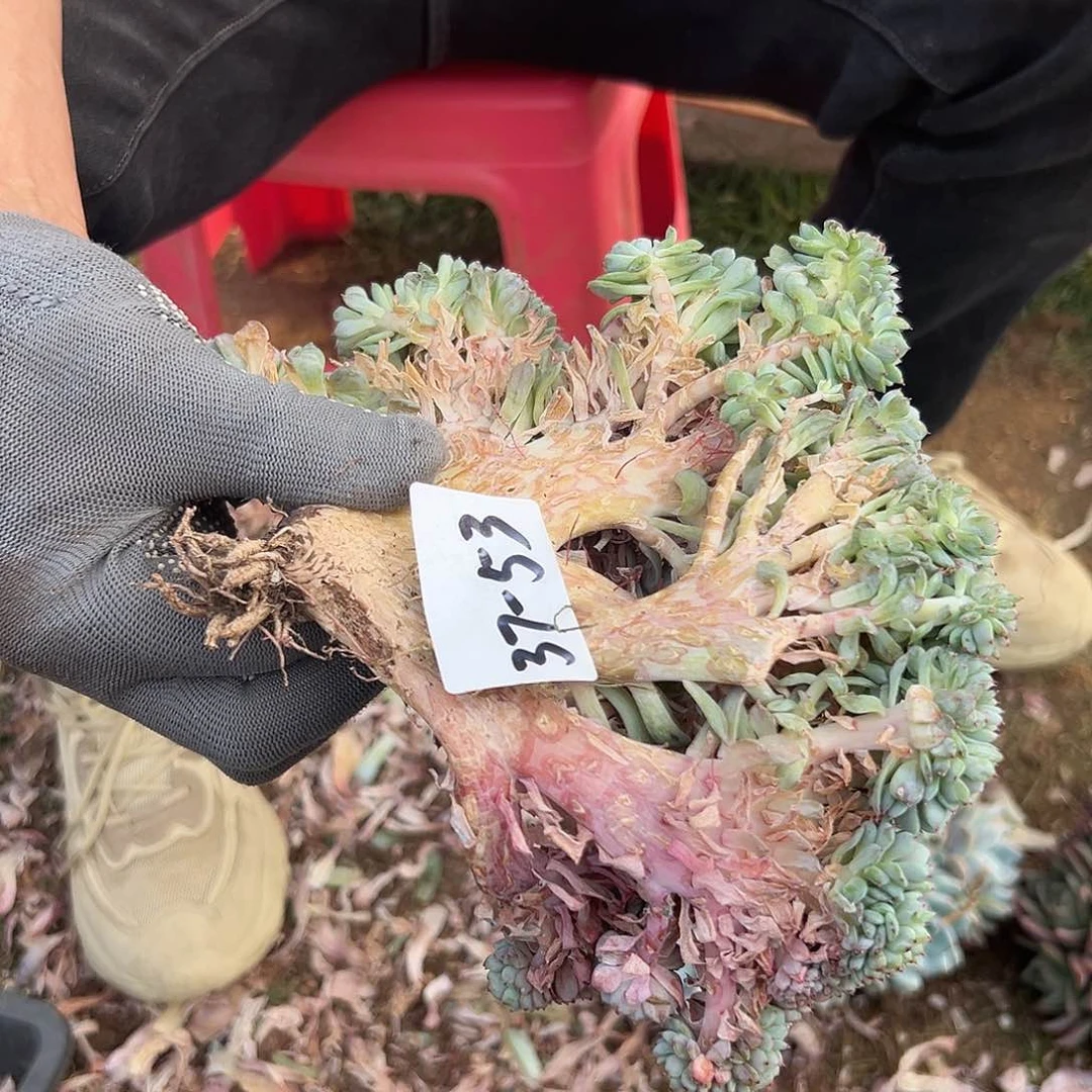 奥*曼37-53白胖子缀多肉瑕疵