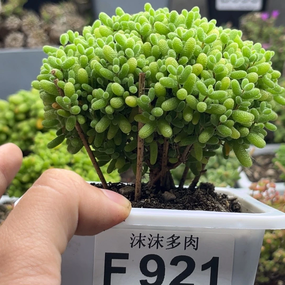 今***吗蜜桔 921。