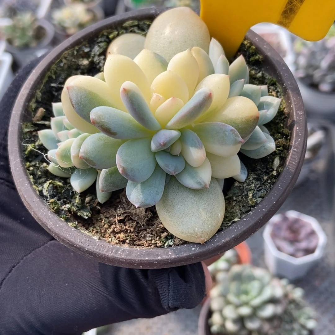 1929梦露锦多肉植物