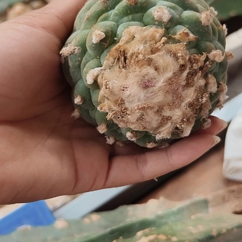 716海鲜草球特价大促