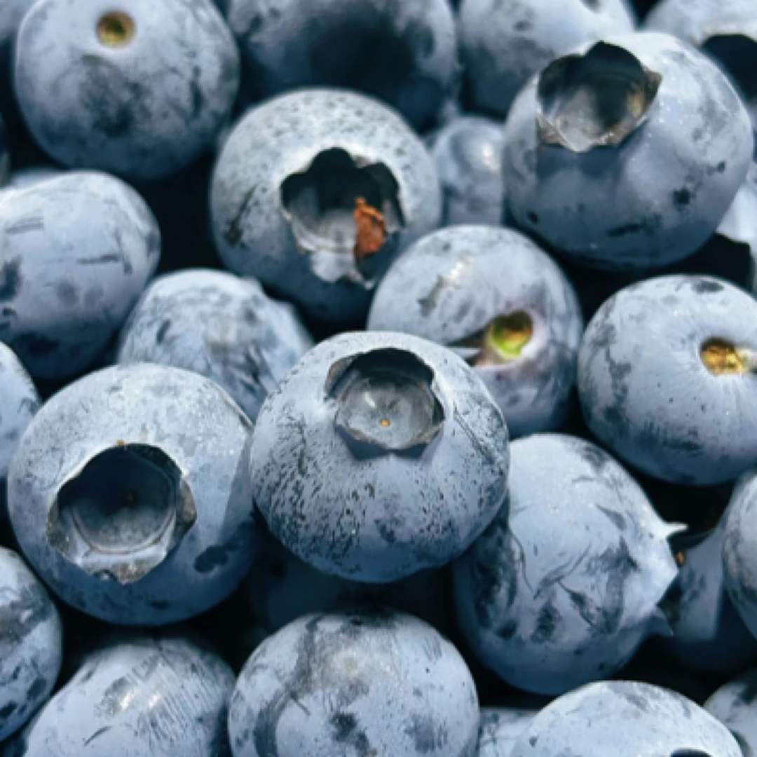 【桶装蓝莓①桶】惊爆价秒杀山东省