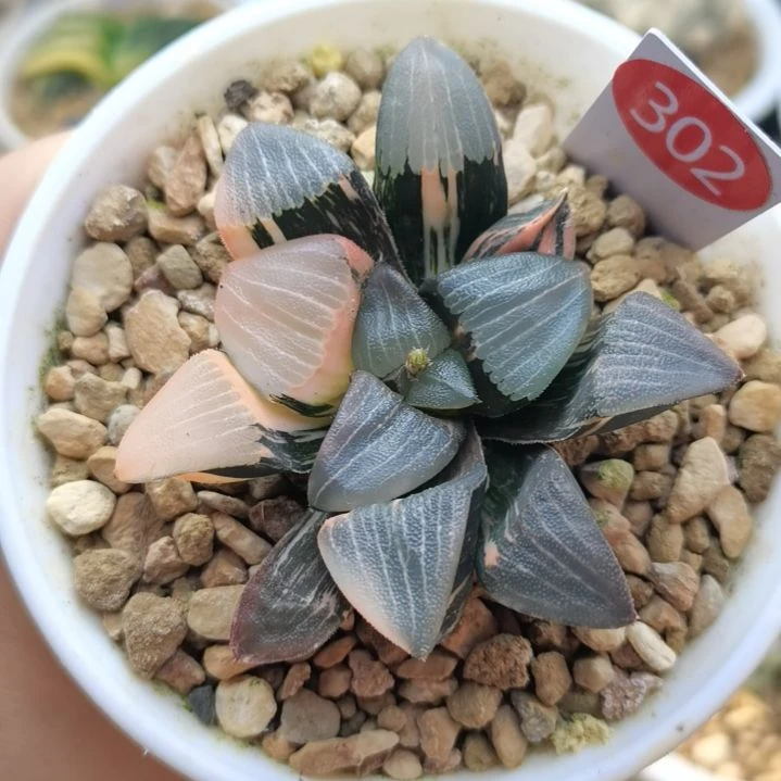 302号和田玉克锦一物一拍带盆土发货