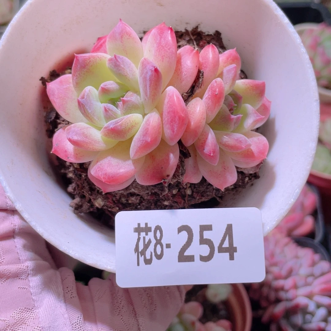 花利美8-254秘境冰魄