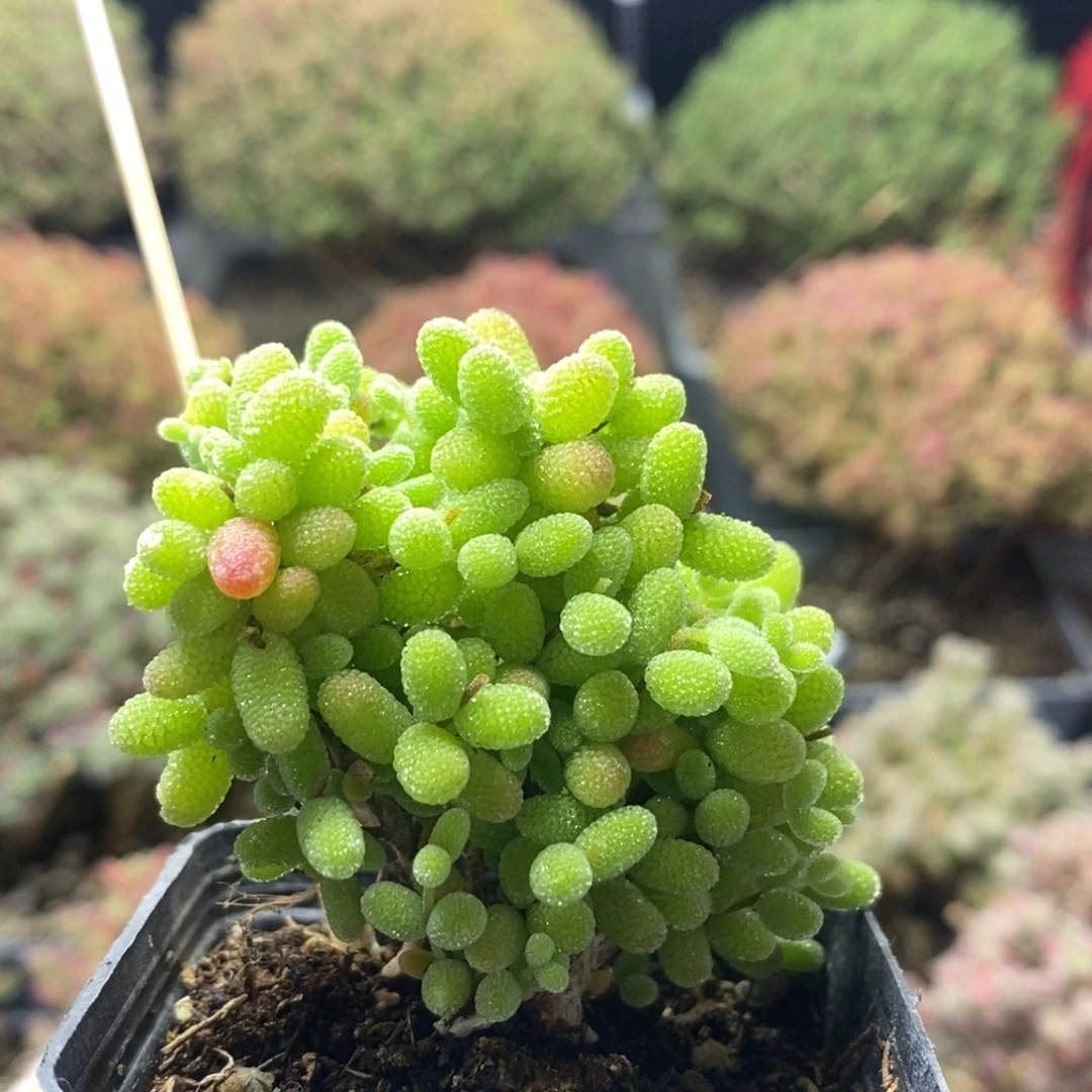 金橘糖球8024枝干番杏