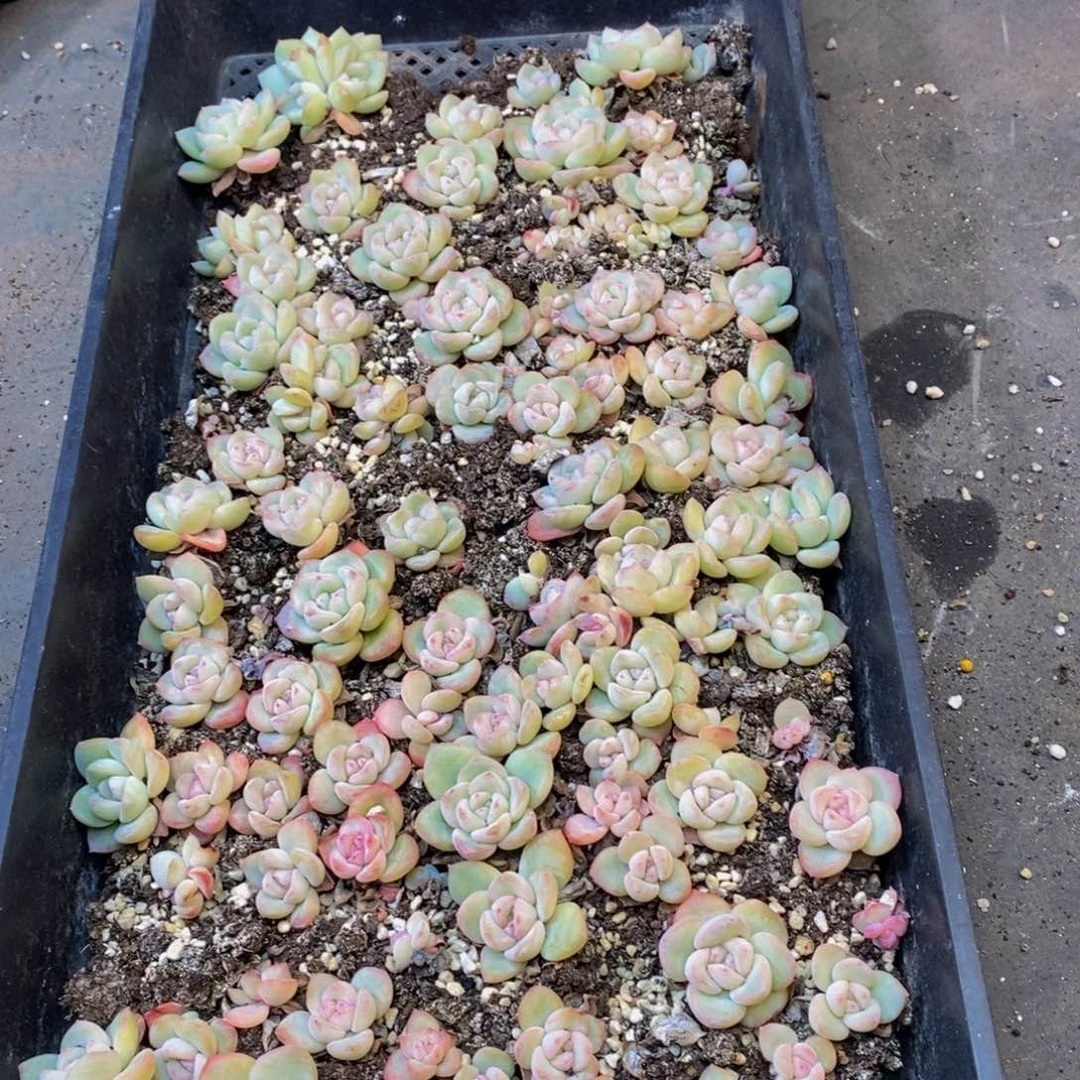 119的人生态度就是这样一