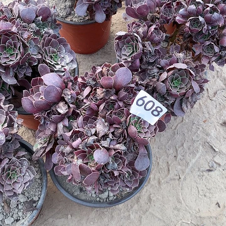 无花朵608荷兰中量拍随机发