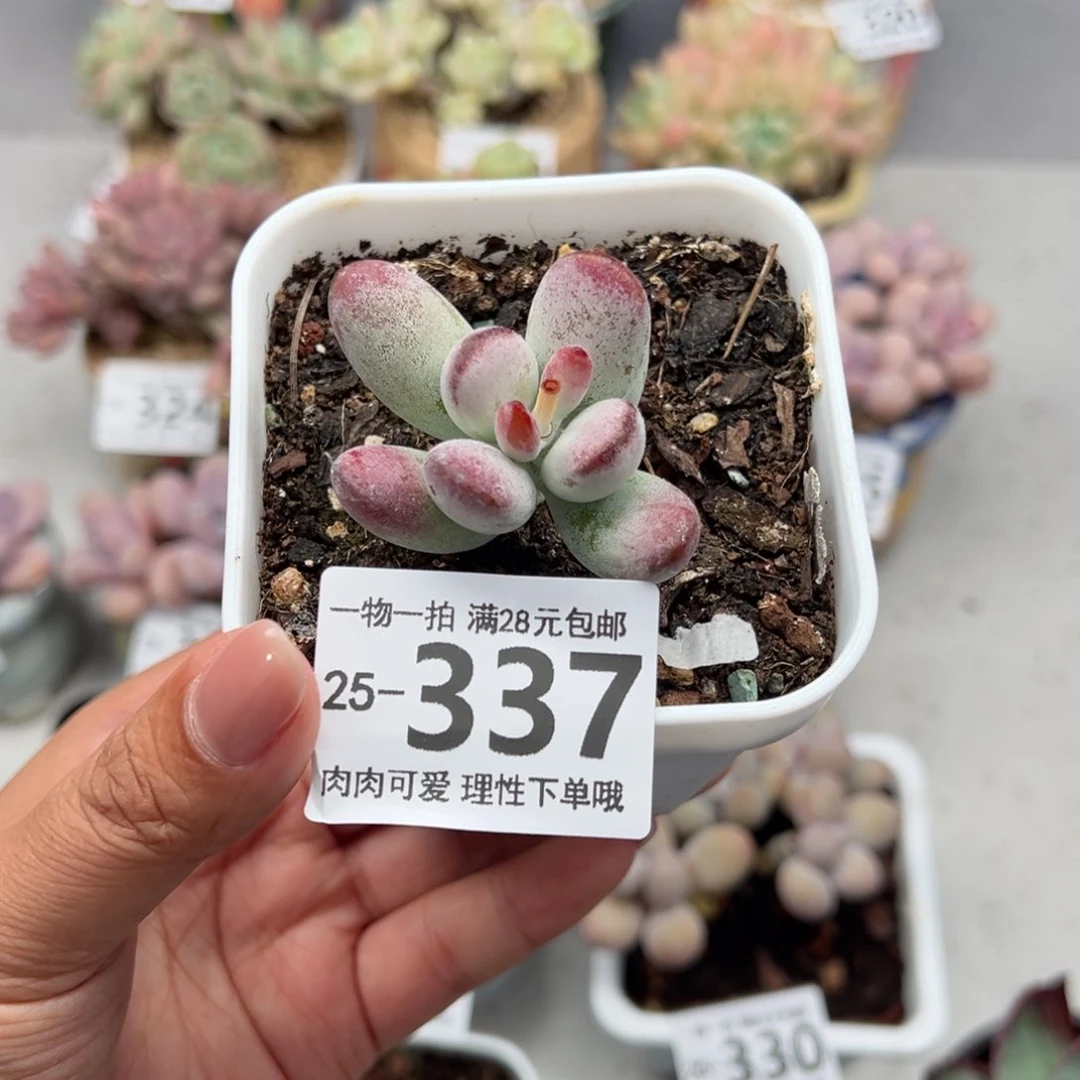 乒乓福娘多肉多肉多肉多肉多肉