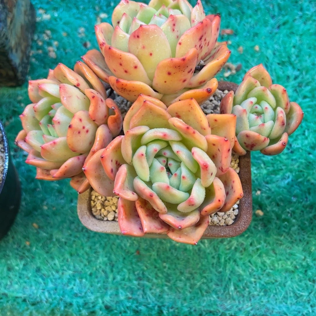 7，，，，，，，，，，，，，，，，，，，